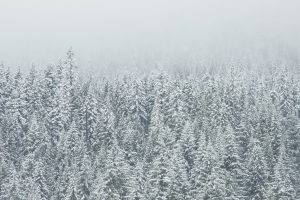 Snowy Forest In Winter